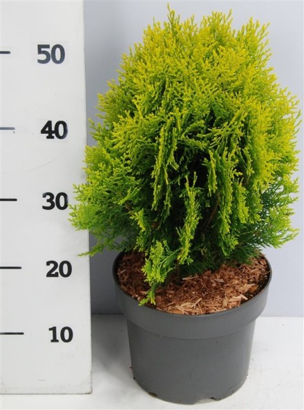 Thuja occ. 'Aurea Nana'