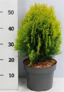 Thuja occ. 'Aurea Nana'