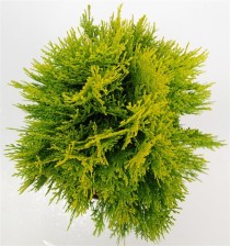 Thuja occ. 'Aurea Nana'