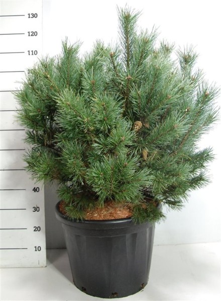 Pinus sylvestris 'Watereri'