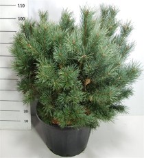 Pinus sylvestris 'Watereri'