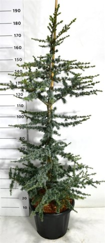 Cedrus libani 