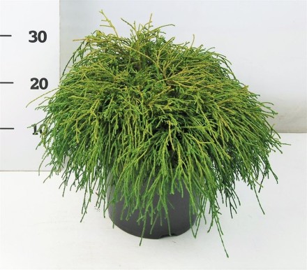 Chamaecyparis p. 'Filifera Nana'