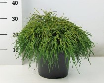 Chamaecyparis p. 'Filifera Nana'