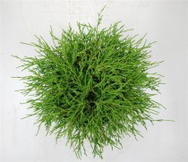 Chamaecyparis p. 'Filifera Nana'