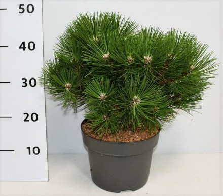 Pinus nigra 'Nana'