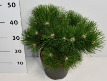 Pinus nigra 'Nana'