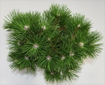 Pinus nigra 'Nana'