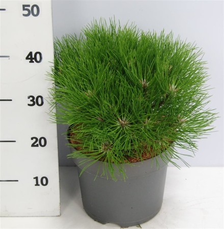 Pinus nigra 'Marie Bregeon'