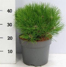 Pinus nigra 'Marie Bregeon'