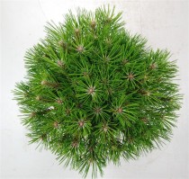 Pinus nigra 'Marie Bregeon'