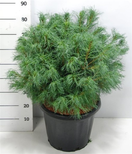 Pinus strobus 'Wiggles'