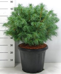Pinus strobus 'Wiggles'