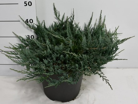 Juniperus h. 'Blue Chip'