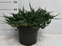 Juniperus h. 'Blue Chip'