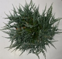 Juniperus h. 'Blue Chip'