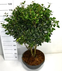 Camellia sasanqua