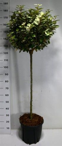 Elaeagnus ebb. 'Compacta'