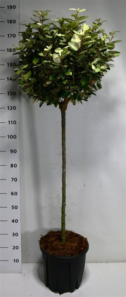 Elaeagnus ebb. 'Compacta'