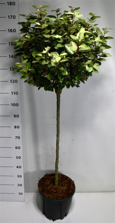 Elaeagnus ebb. 'Compacta'