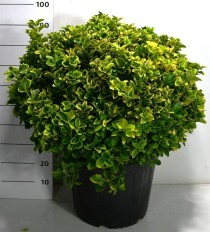 Euonymus jap. 'Aureus'