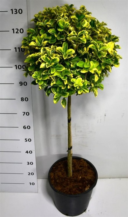 Euonymus jap. 'Aureus'