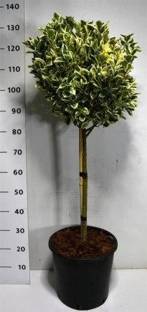 Euonymus jap. 'Aureus'