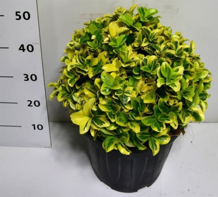 Euonymus jap. 'Aureus'