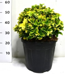 Euonymus jap. 'Aureus'