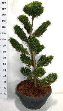 Cupressocyparis l. 'Gold Rider'