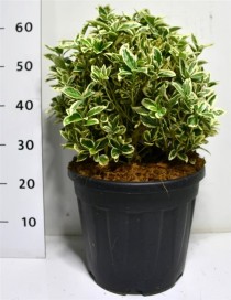 Euonymus jap. 'Bravo'