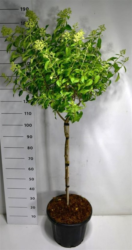 Hydrangea pan. Little Lime