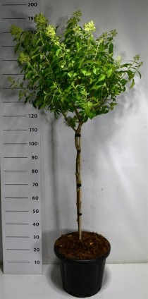 Hydrangea pan. Little Lime