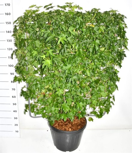 Liquidambar styraciflua