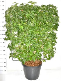 Liquidambar styraciflua