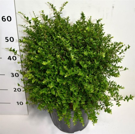 Lonicera nitida 'Copper Glow'