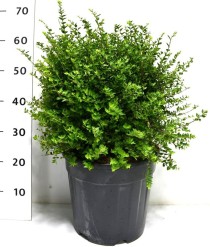 Lonicera nitida 'Copper Glow'