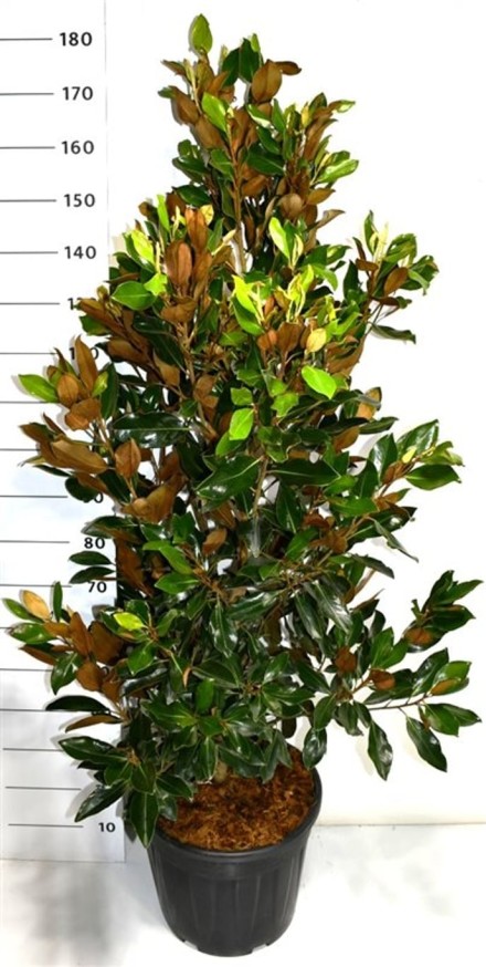 Magnolia grand. 'Little Gem'