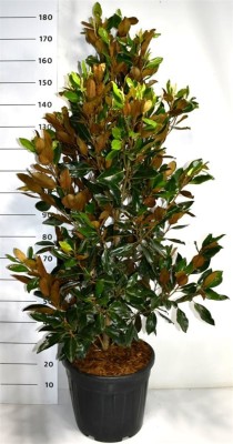 Magnolia grand. 'Little Gem'