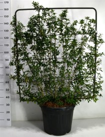 Osmanthus burkwoodii