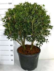 Osmanthus heterophyllus