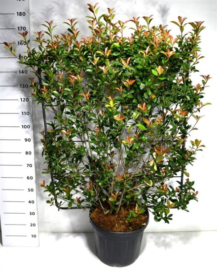 Photinia fraseri Carré Rouge