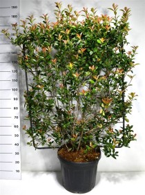 Photinia fraseri Carré Rouge
