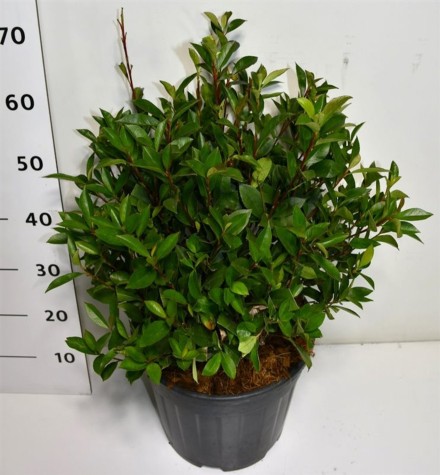 Photinia fraseri Carré Rouge