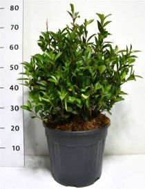 Photinia fraseri Carré Rouge