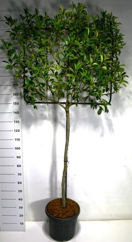 Photinia fraseri 'Little Red Robin'