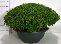 Rhododendron (AJ) 'Aladdin Scout'