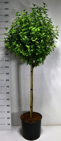 Viburnum tin. 'Eve Price'