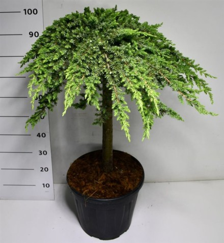 Juniperus conferta 'Schlager'