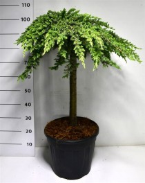 Juniperus conferta 'Schlager'